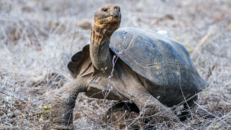 Des tortues disparues le siècle dernier réintroduites aux Galapagos