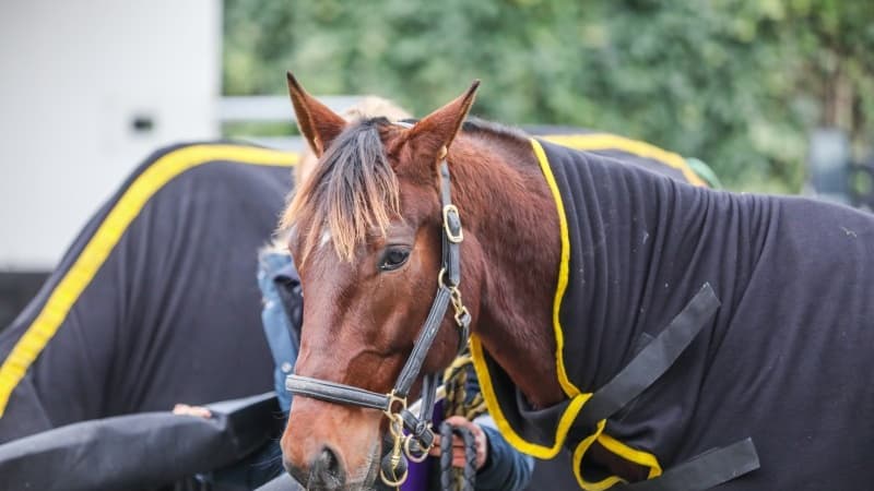 Iroise de la Noé remporte le Prix de Belgique - Amérique Race Q6