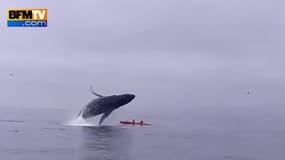 Une baleine saute sur un kayak