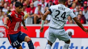 Araujo