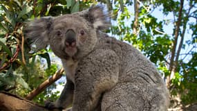 Sur l'autouroute, un koala a survécu à une chevauchée menée à train d'enfer sur près de 90 km. (photo d'illustration)