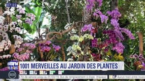 Paris Découverte : 1001 merveilles au jardin des plantes