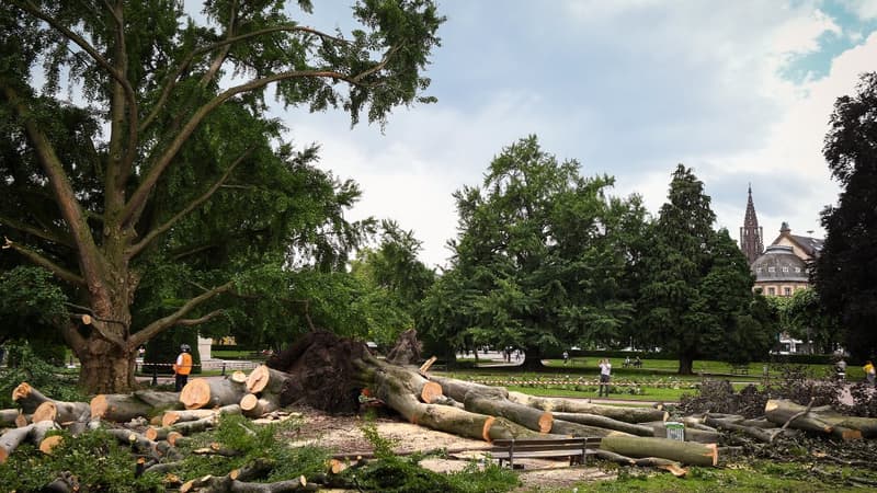 Des arbres tombés à cause des orages à Strasbourg (Photo d'illustration).