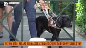 ACTION D'ICI : focus sur l'association des chiens guides d'aveugles d'IDF