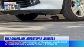 Aix-en-Provence : Le quartier d'Encagnane infesté par les rats !
