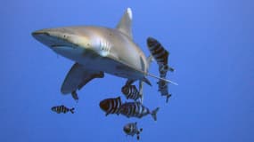 Des requins à pointe blanche