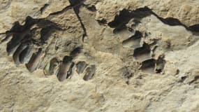 Des traces d'Homo sapiens vieilles de 120.000 ans ont été retrouvées dans le désert du Néfoud en Arabie Saoudite.