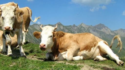 Il est possible d'acheter des vaches laitières et de les confier à une société.