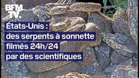 États-Unis: la vie de milliers de serpents à sonnette filmée en direct 24h/24 