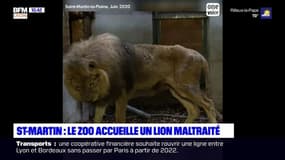 Le zoo de Saint-Martin-la-Plaine recueille un lion maltraité dans un cirque