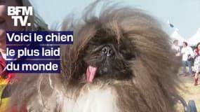  Ce pékinois remporte le concours du "chien le plus laid du monde" 