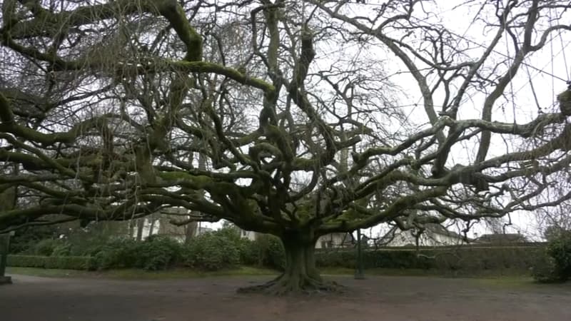 Il est assez atypique: le hêtre pleureur de Bayeux en lice pour devenir l'arbre européen de l'année