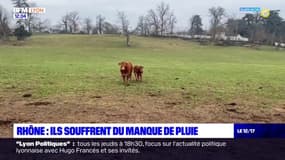 Rhône: les agriculteurs souffrent du manque de pluie