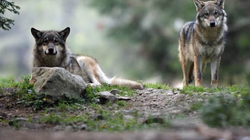 La présence des loups divise