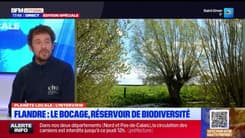 Planète Locale du mercredi 8 janvier - Le bocage, réservoir de biodiversité