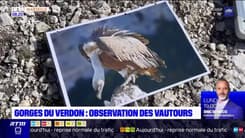 Passions Provence : Gorges du Verdon : Observation des vautours