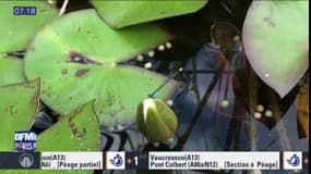 Alerte orange aux moustiques dans l'Essonne