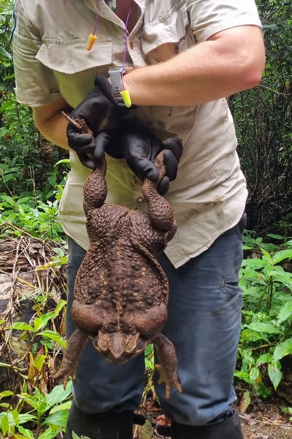 Le crapaud buffle de 2,7 kg capturé en Australie 