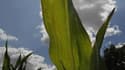 La Commission européenne indique qu'elle pourrait ordonner à la France de lever l'interdiction de l'utilisation de souches de maïs génétiquement modifiées après la publication d'avis d'experts estimant que rien de la justifie. /Photo d'archives/REUTERS/St