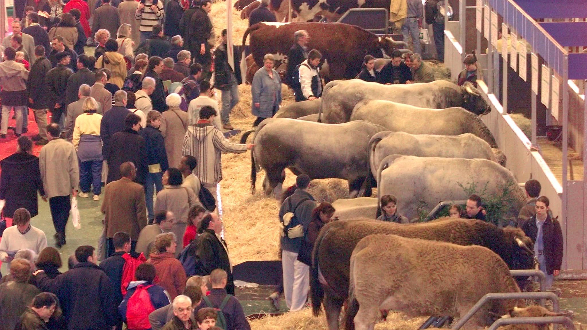 Des visiteurs devant les bovins lors du Salon international de l'agriculture, le 28 février 1999.