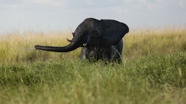 Un éléphanteau joue dans la rivière Chobe au Botswana, le 20 mars 2015. (Photo d'illustration)