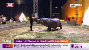 Jumbo, l'hippopotame du cirque Zavatta qui interroge
