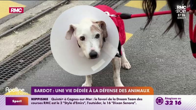 Bardot : une vie dédiée à la défense des animaux