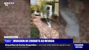 Une invasion de criquets sème la panique au Nevada