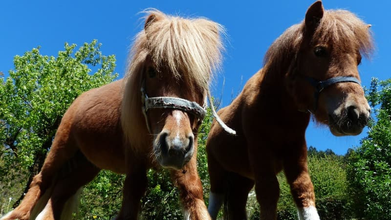 Des poneys Shetland - Image d'illustration 