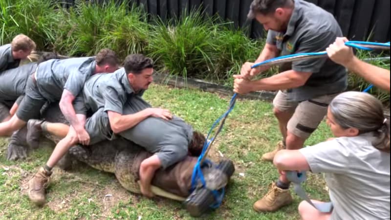 Le crocodile Elvis de l'Australian Reptile Park en avril 2024. 