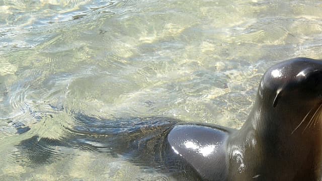 Une otarie sur les îles Galapagos en 2006