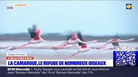 C beau chez nous: la Camargue, le refuge de nombreux oiseaux