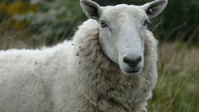 Un mouton - Image d'illustration