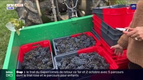 Turriers: un vignoble à 1160 mètres d'altitude