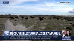 Découvrir les taureaux de Camargue