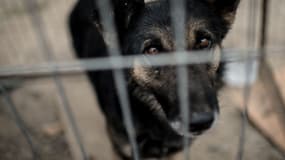 La SPA a récupéré 99 chiens dans un élevage du Loiret en faillite. 