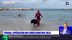 Prado: opération un chien dans ma ville