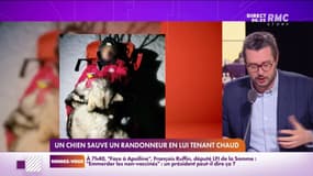 Un chien croate a sauvé la vie de son propriétaire après une chute de 154 mètres