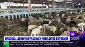 Gréoux-les-Bains: les éleveurs veulent lutter contre les parasites externes chez les ovins