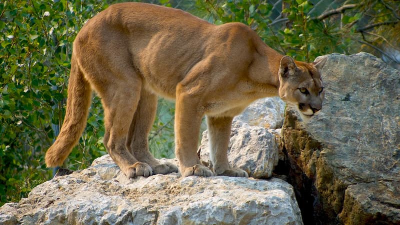 États-Unis: un enfant de 5 ans attaqué par un puma dans un parc près de Los Angeles