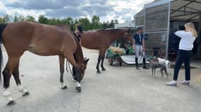 Des chevaux dans un haras en Normandie en avril 2025