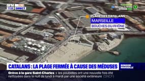 Marseille: baignade interdite à la plage des Catalans en raison de la présence de méduses