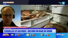 Coquilles Saint-Jacques: une abondance en 2025? 
