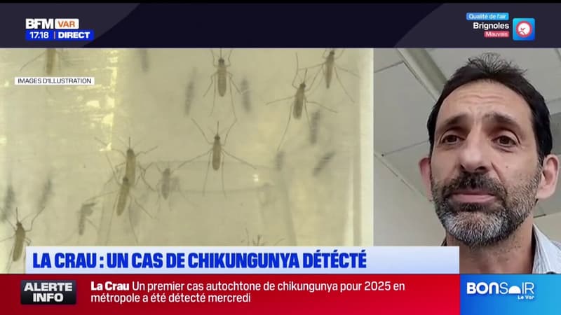 Un premier cas autochtone du Chikungunya détecté à La Crau, dans le Var