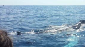 Une baleine à bosse a été aperçue au large des côtes de Saint-Jean-Cap-Ferrat.