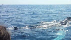 Une baleine à bosse a été aperçue au large des côtes de Saint-Jean-Cap-Ferrat.