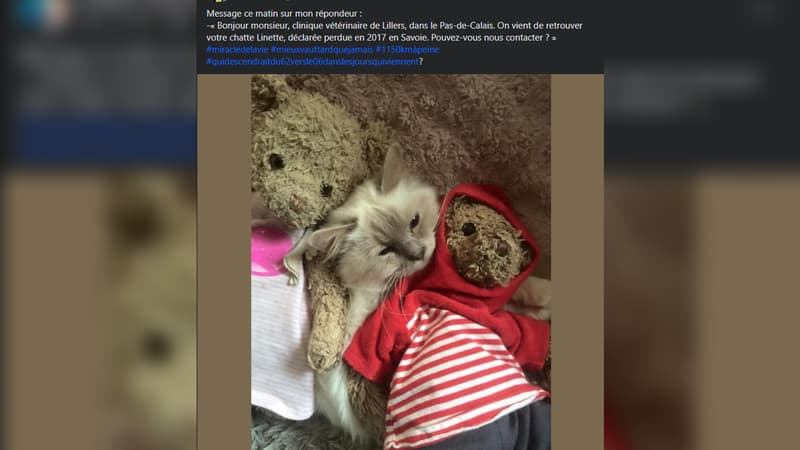 Le propriétaire du chat a été prévenu par une clinique vétérinaire de Lillers, dans le Pas-de-Calais.