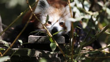 Un panda roux au zoo Biotropica à Val-de-Reuil, le 28 août 2018. (Photo d'illustration)
