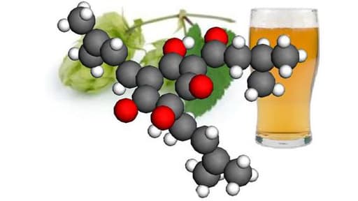 Les humulones ont des propriétés antibactériennes et antioxydantes.