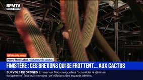 Le cactus devient de plus en plus populaire...en Bretagne 